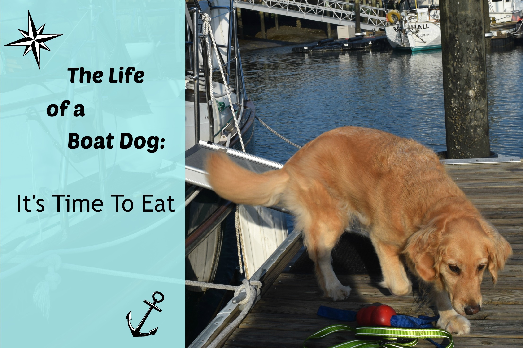 Honey the boat dog looks for something to eat.