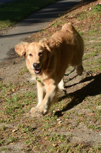 Honey the golden retriever comes running.