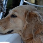 Honey the golden retriever wonders why big dogs find it hard to "go" on boats.