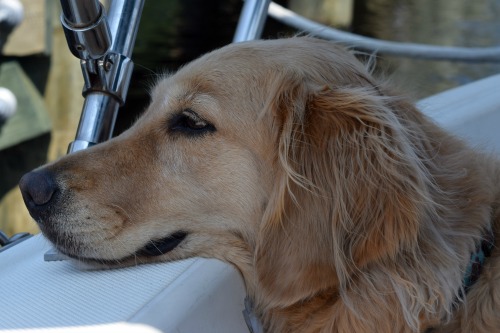 Honey the golden retriever wonders why big dogs find it hard to "go" on boats.