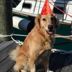 Honey the golden retriever on her 7th birthday.