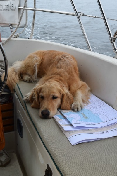 Honey the golden retriever sleeps on chart in sailboat cockpit.