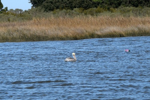 A pelican swims in the ICW.