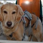 Honey the golden retriever wants to go for a walk.