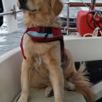 Honey the golden retriever asks a question.