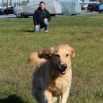 Honey the golden retriever is coming.