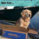 Honey the golden retriever wouldn't be cruising if not for Chewy.