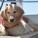 Honey the golden retriever rests in the cockpit with her bear.