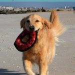 how to calm your dog when she's just gone crazy