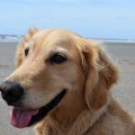 Honey the golden retriever close-up.