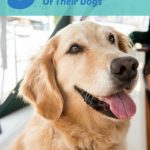 Take professional photographs of your dog - like Honey the golden retriever.