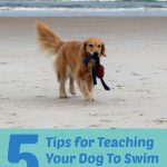 5 Tips for teaching your dog to swim - golden retriever on beach