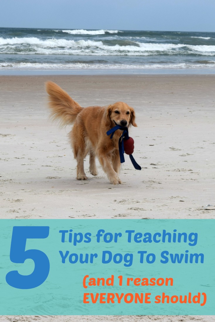 5 Tips for teaching your dog to swim - golden retriever on beach