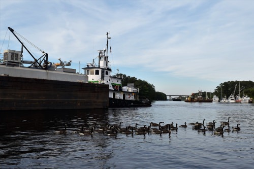 Geese beside a tugboat in the Chesapeake and Albemarle Canal.
