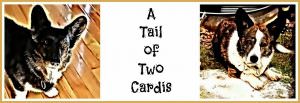A Tail of Two Cardis blog header.
