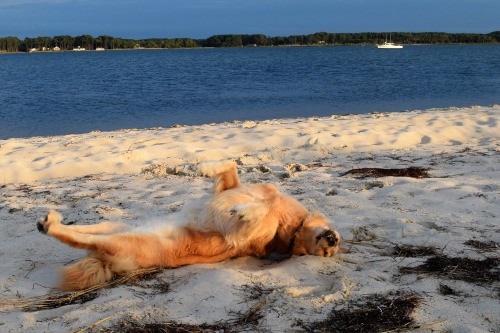 Honey the golden retriever rolls in the sand at Little Bay in Virginia/