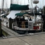 Honey the golden retriever flirts on the sailboat Meander.