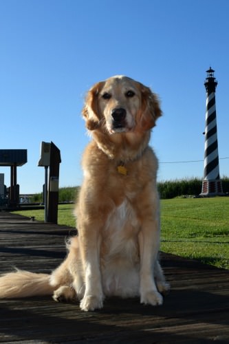 Honey the golden retriever with lighthouse at Alligator River Marina.