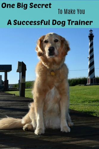 One Big Secret to Be a Successful Dog Trainer