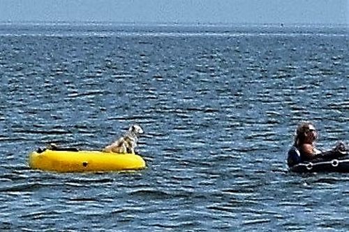 Dog being towed off New Point Comfort Bight.