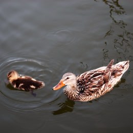 Duck family