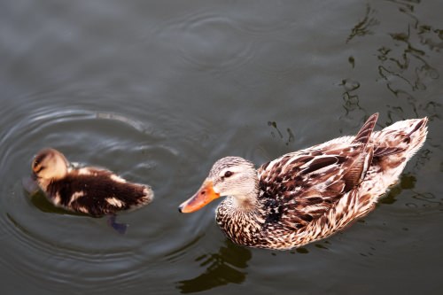 Mama and baby duck at Cambridge Marina.
