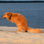 Honey the golden retriever poops on the beach.