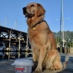 Honey the golden retriever sits on the dock with her spill proof bowl.