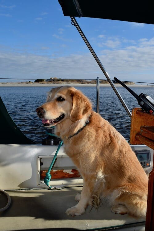 Honey the boat dog knows the water is more beautiful when it's not filled with bacteria from dog poop.