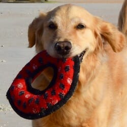 Honey the boat dog on the beach.