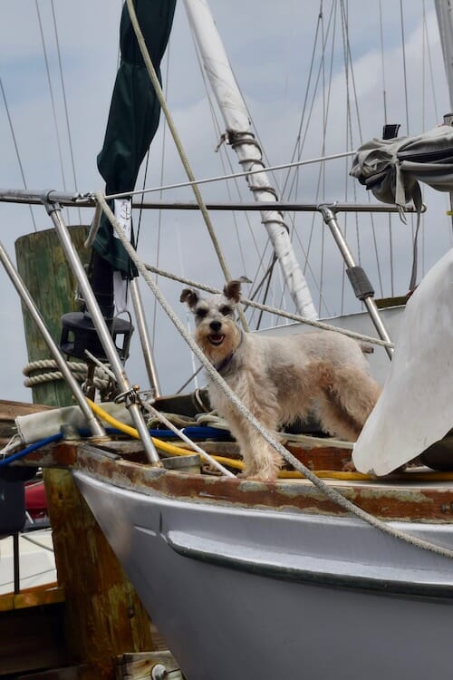 Abigail the boat dog, guards a sailboat in a marina.