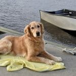 Training the place cue helps keep dog from jumping off the boat. (Golden retriever lying on towel on dock.)