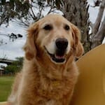 Honey the golden retriever.