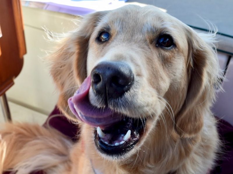 Signs of stress in a boat dog. (Golden retriever licks her lips)