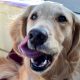 Signs of stress in a boat dog. (Golden retriever licks her lips)