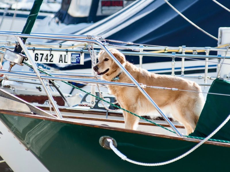 Keep your dog from jumping off the bridge. (Golden retriever on the bow of a sailboat.)