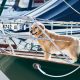 Keep your dog from jumping off the bridge. (Golden retriever on the bow of a sailboat.)