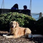 Honey the golden retriever.