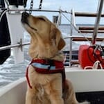 Honey sniffs the air for scents.