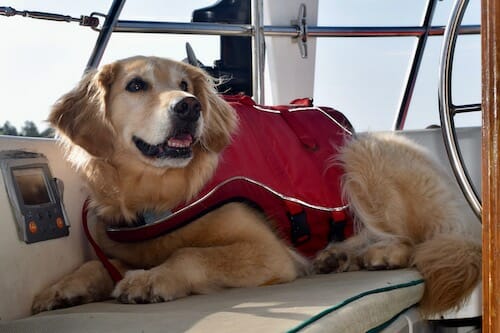 Honey the boat dog wears her life jacket in the cockpit.