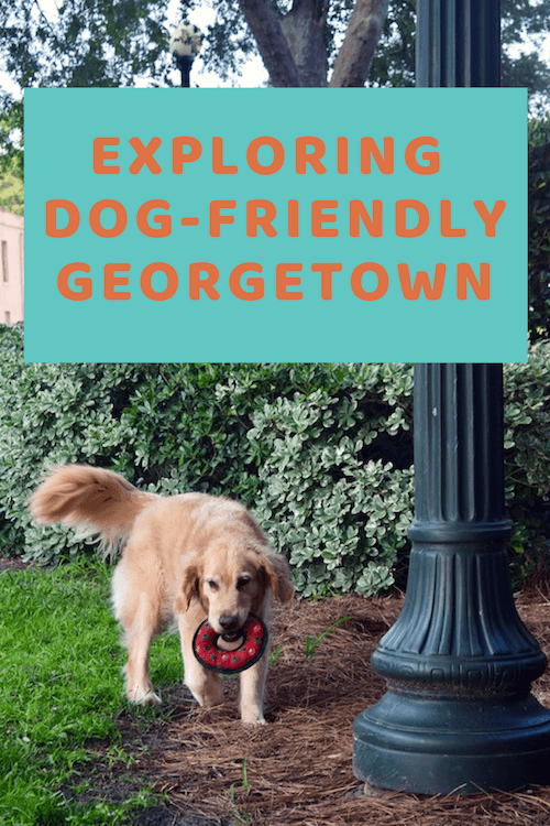 Honey the golden retrievers finds Georgetown South Carolina both charming and dog-friendly.