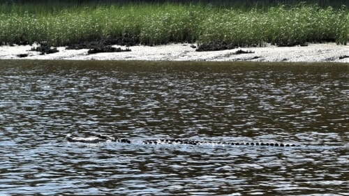 Alligator on the river in the Francis Marion Natural Area.