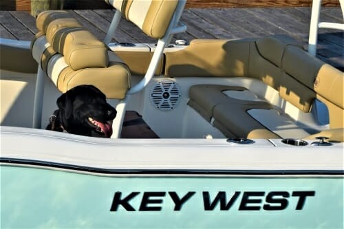 Black dog waiting in boat.