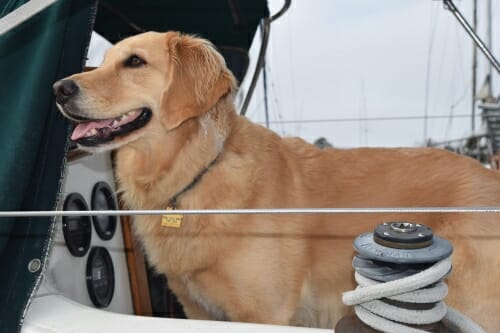 Honey the golden retriever looks happy on the boat.