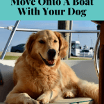9 Reasons to NEVER Move Onto A Boat With Your Dog - (golden retriever in cockpit)