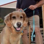 Honey the golden retriever goes for a walk.