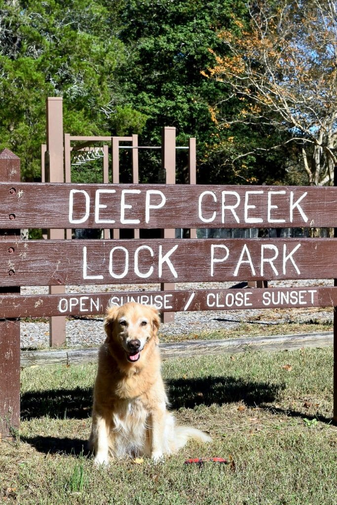 Golden retriever in front of sign for Deep Creek Lock Park.