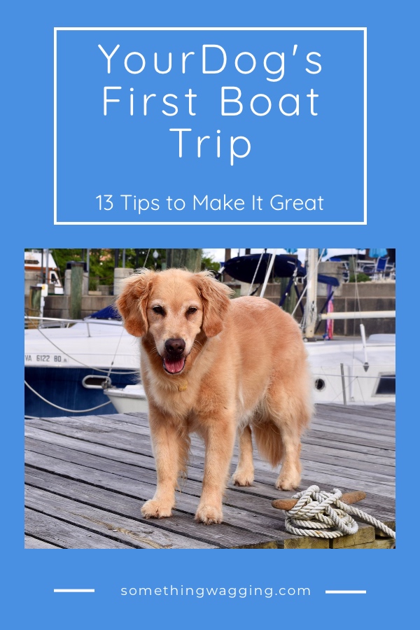 Dog's first time on a boat - 13 tips to make it great.