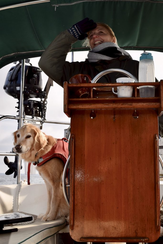 Golden retriever dog in cockpit of sailboat with first mate. It's not this dog's first time on the boat.