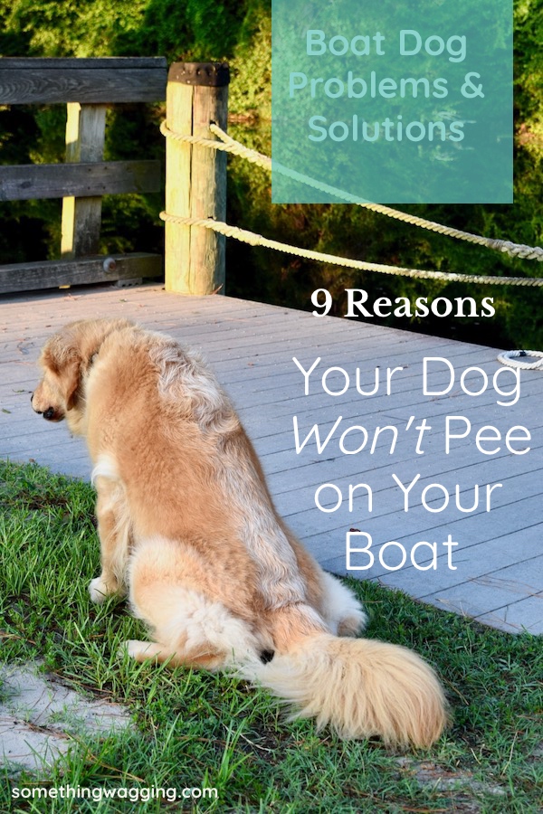 Not every boat dog will pee easily on your cruising boat. Here are some reasons why along with solutions.